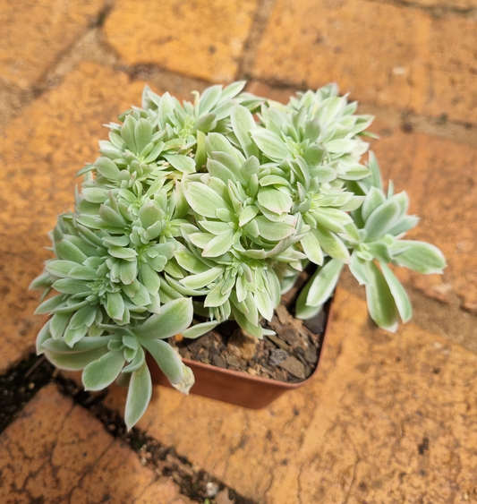 Echeveria Lemon Rose Variegated Crest