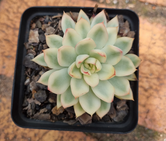 Echeveria Mebina