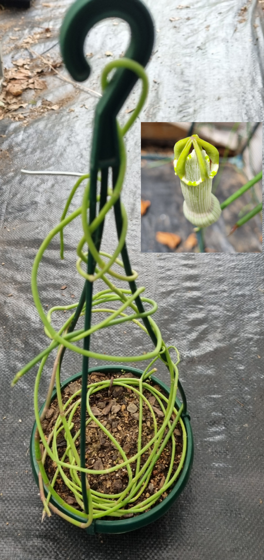 Ceropegia Ampliata Bushmans Pipe