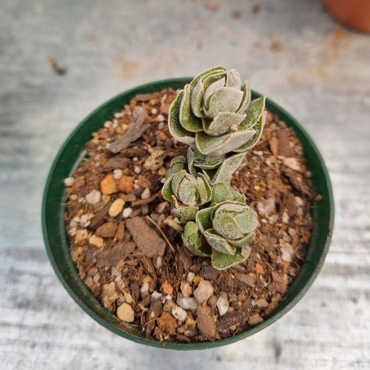 Crassula Pangolin -Ivory Pagona