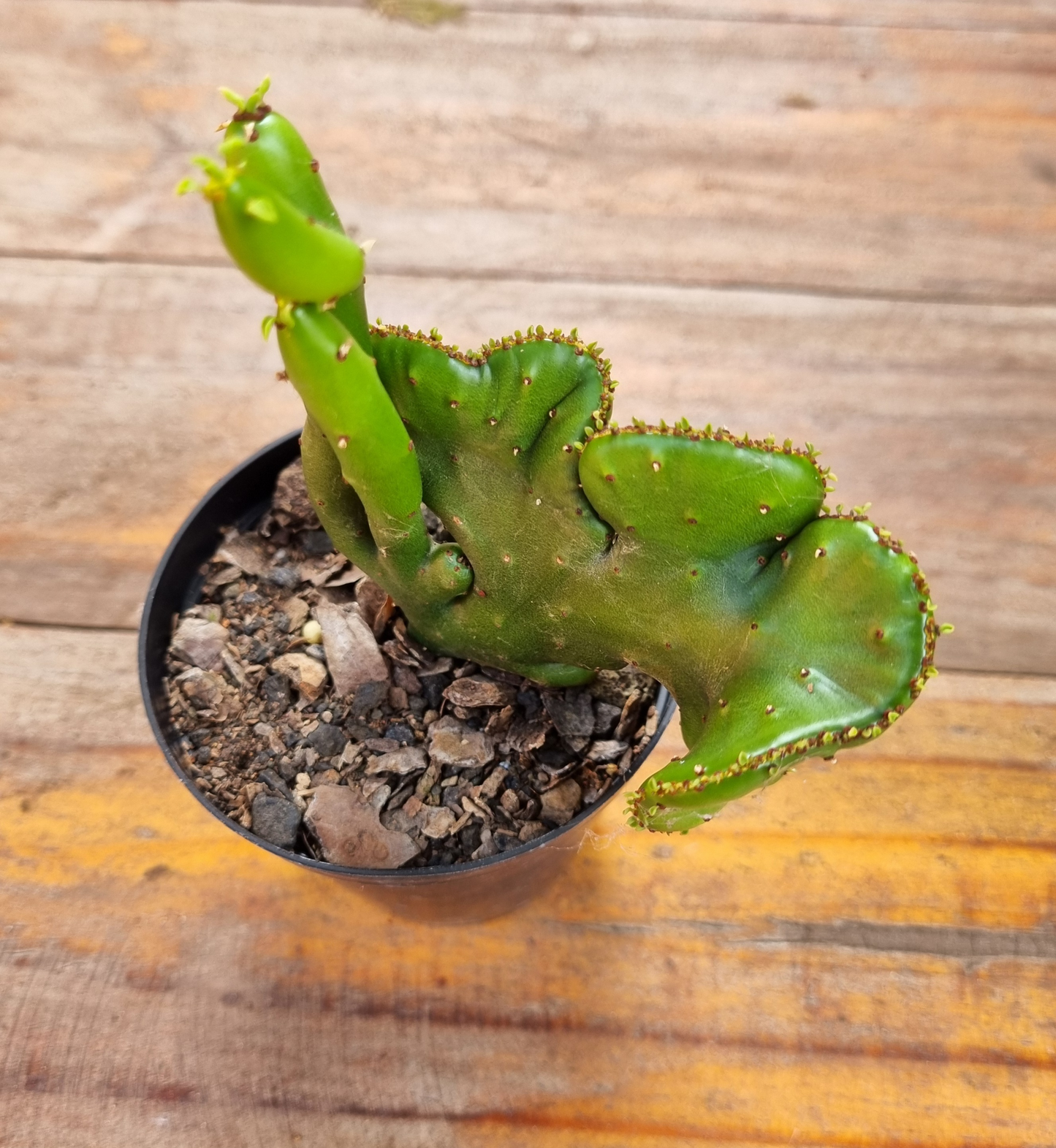Euphorbia Allaudii Crest