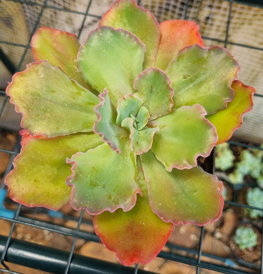 Echeveria Frills