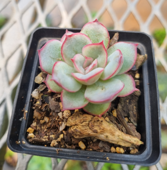 Echeveria Pulidonis - Sml