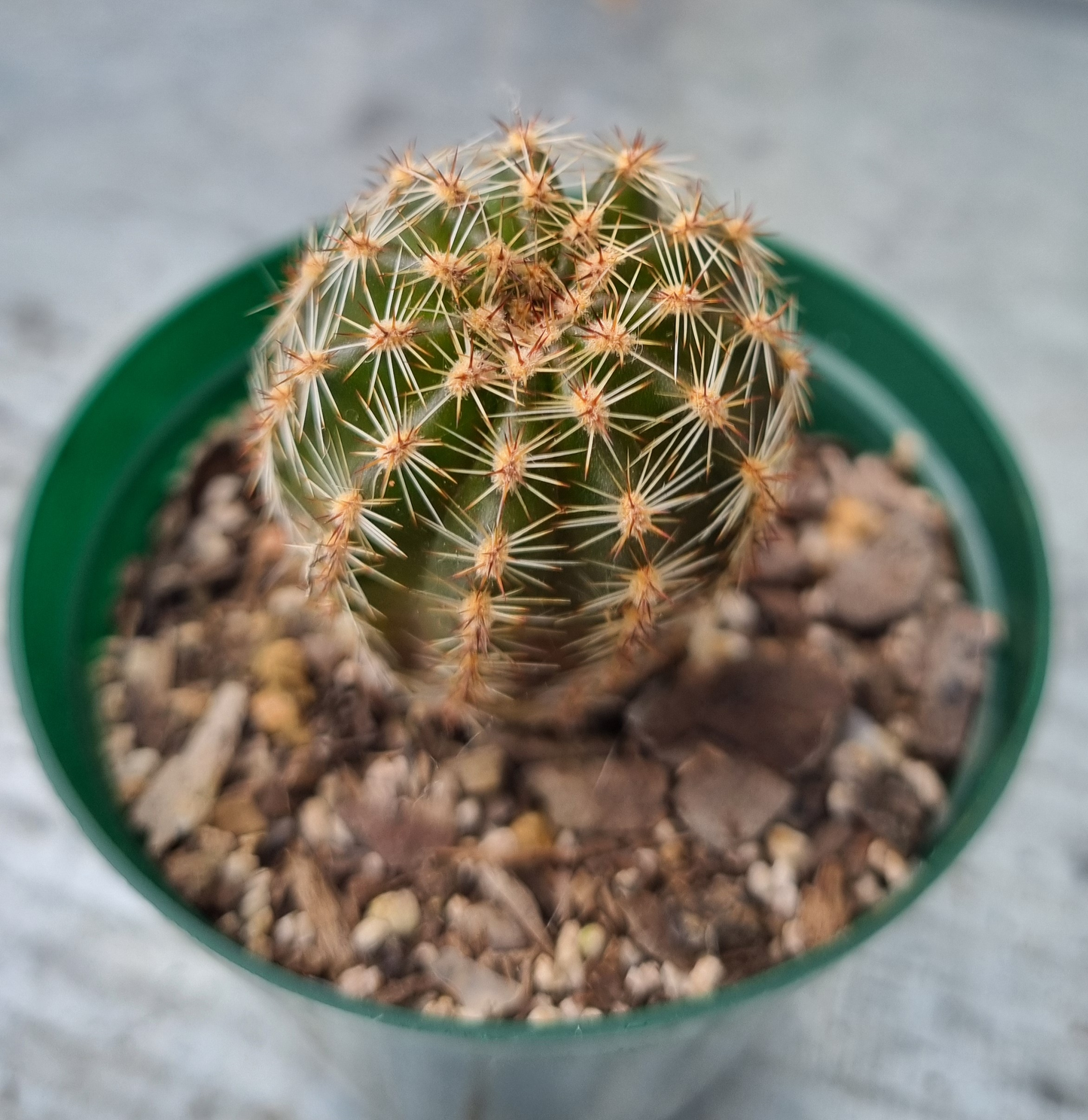 Echinopsis (NOID)