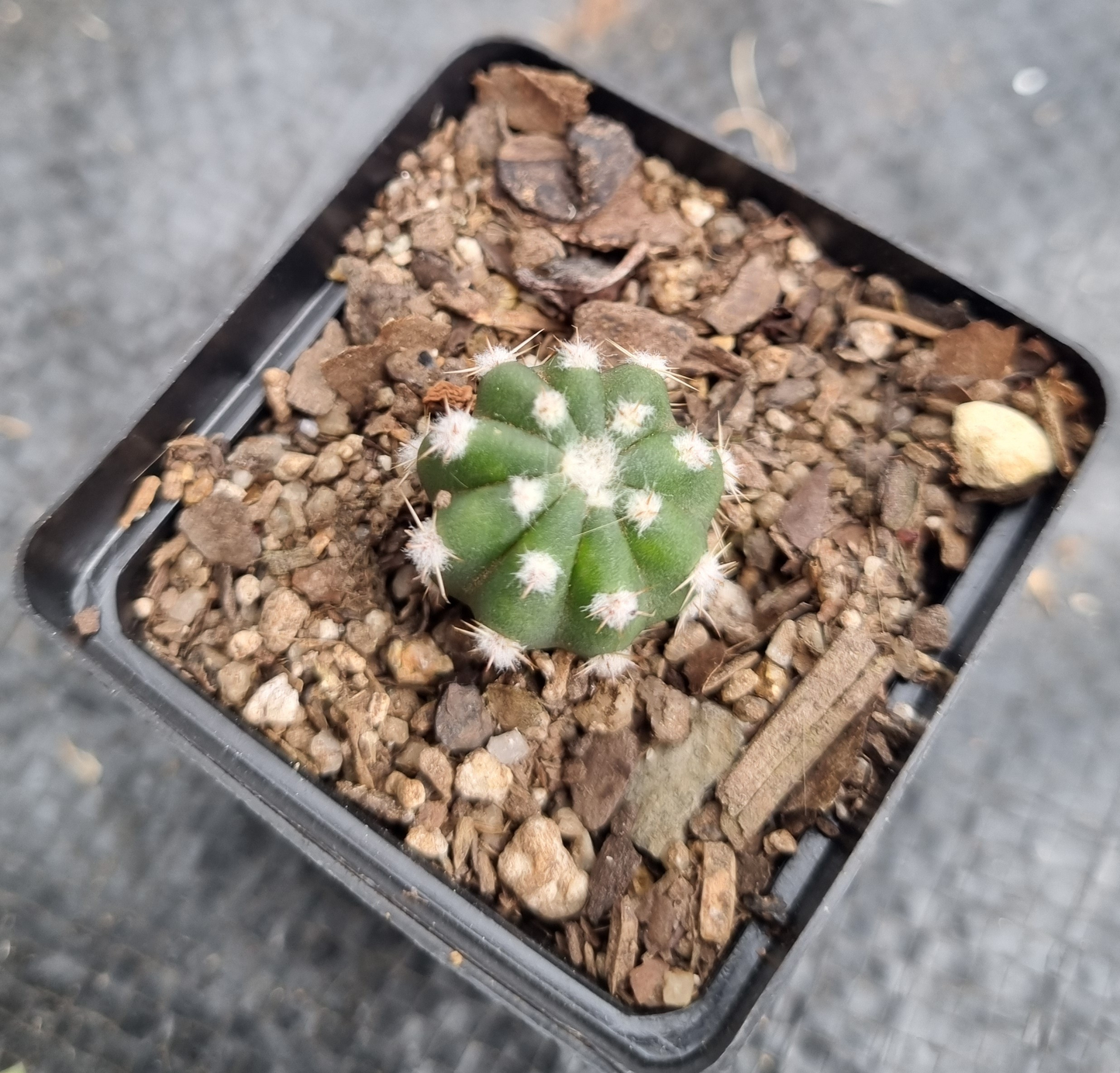 Echinopsis Subdenadatum