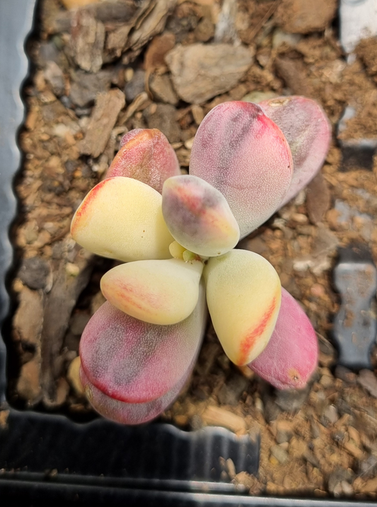 Pachyphytum Oviferum Variegated Moonstone -Sml