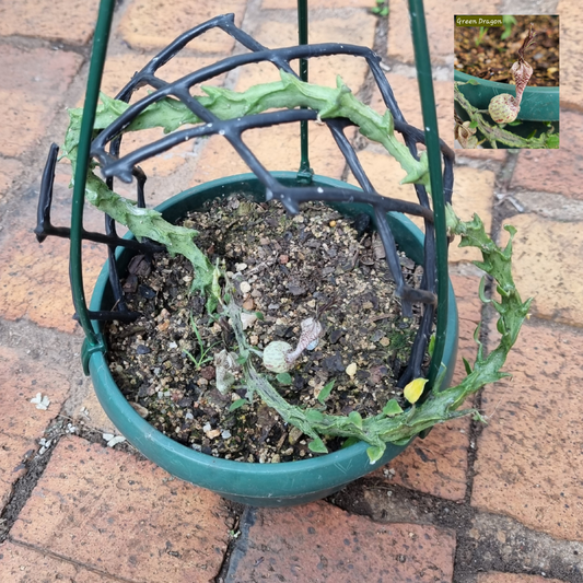 Ceropegia Armandii Green Dragon Tail