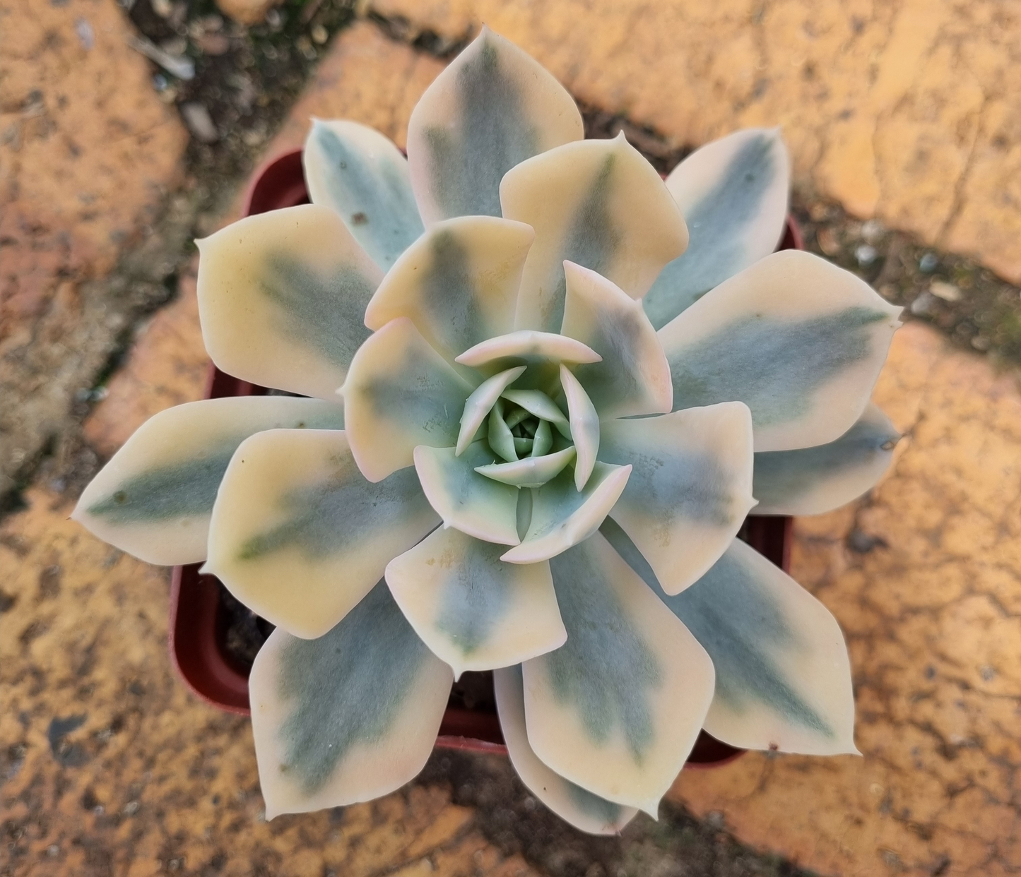 Echeveria Akaihosi Variegated