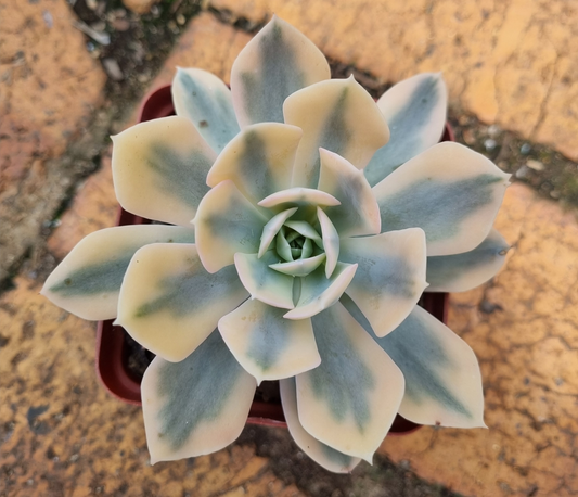Echeveria Akaihosi Variegated