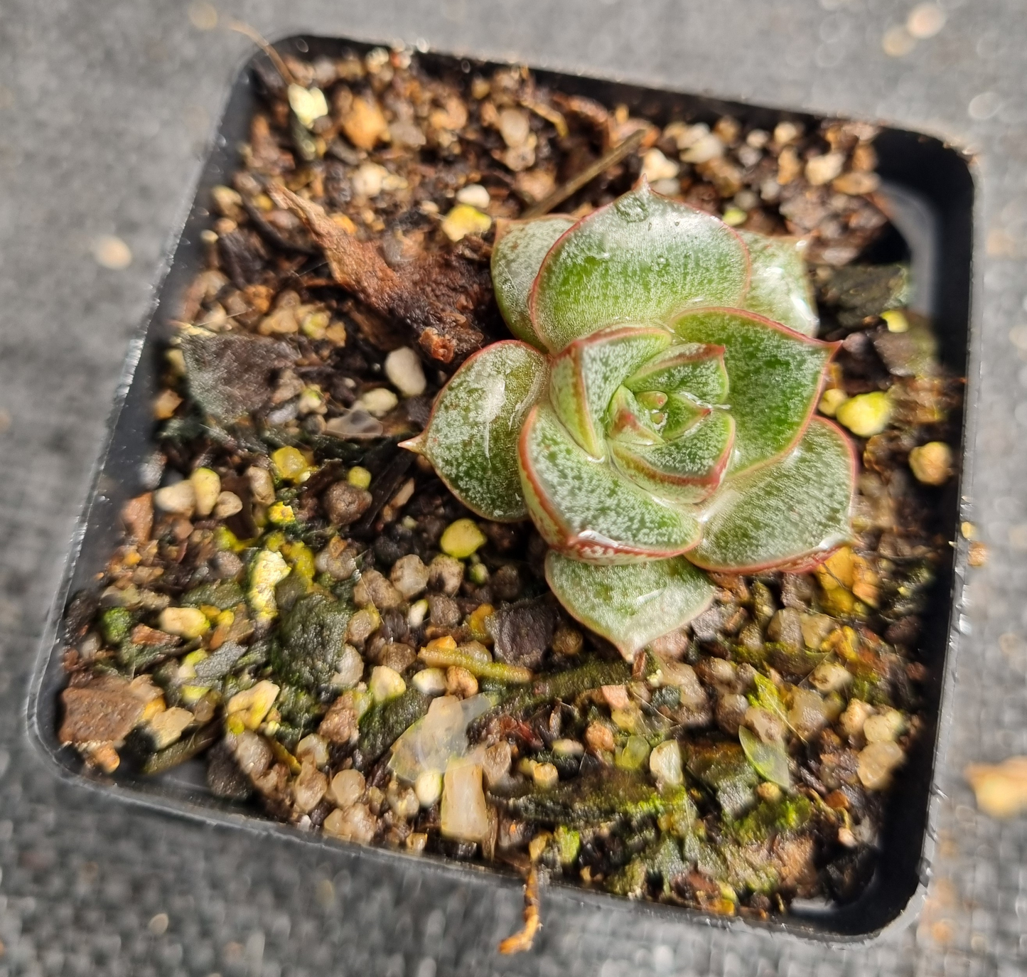 Echeveria Purpusorum - Sml
