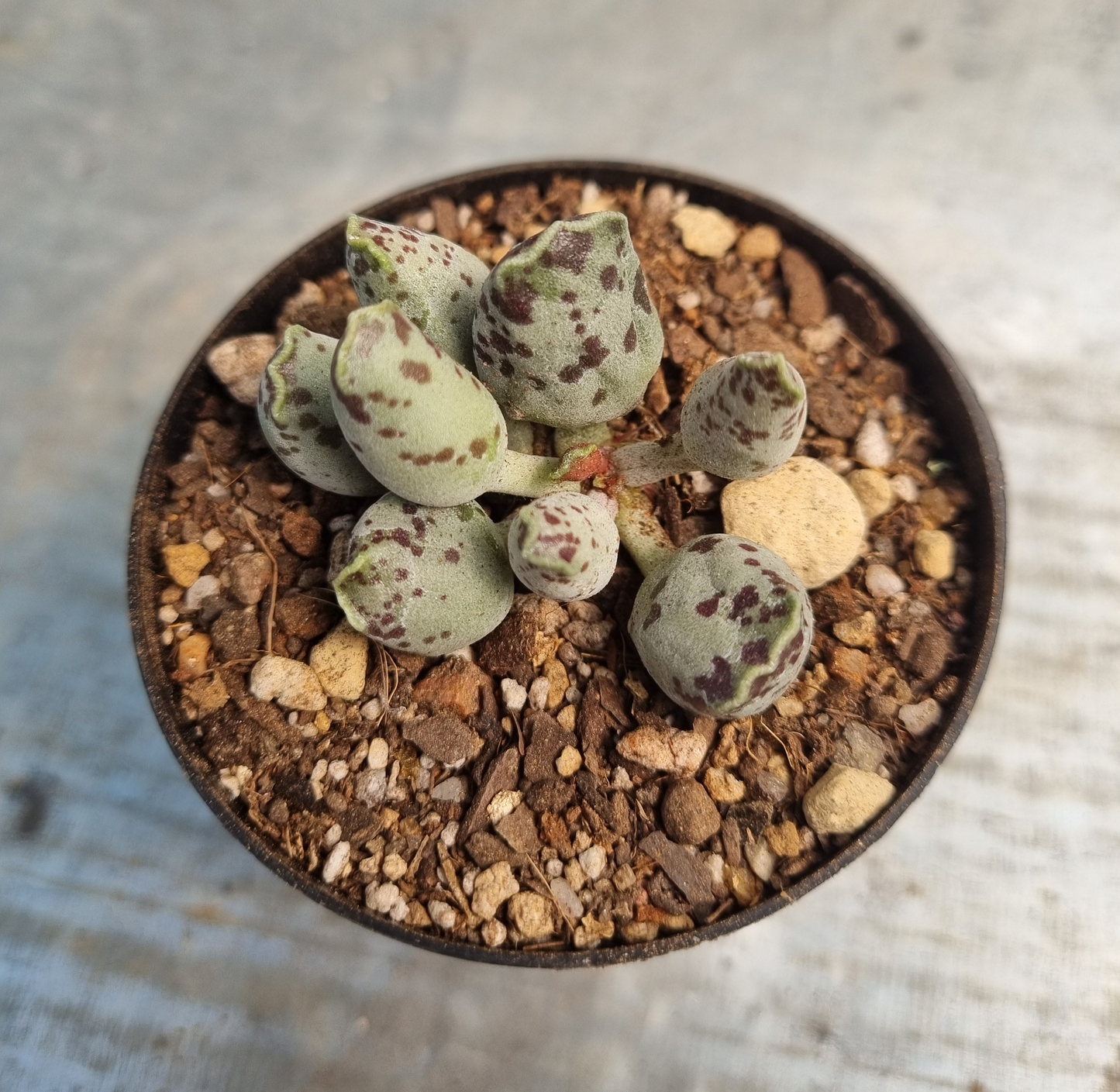 Adromiscus Cooperi Plover Eggs Spotty - Sml