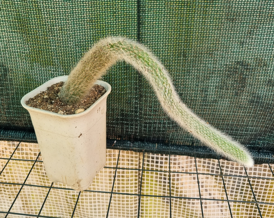 Cleistocactus Monkey Tail 30cm Plus