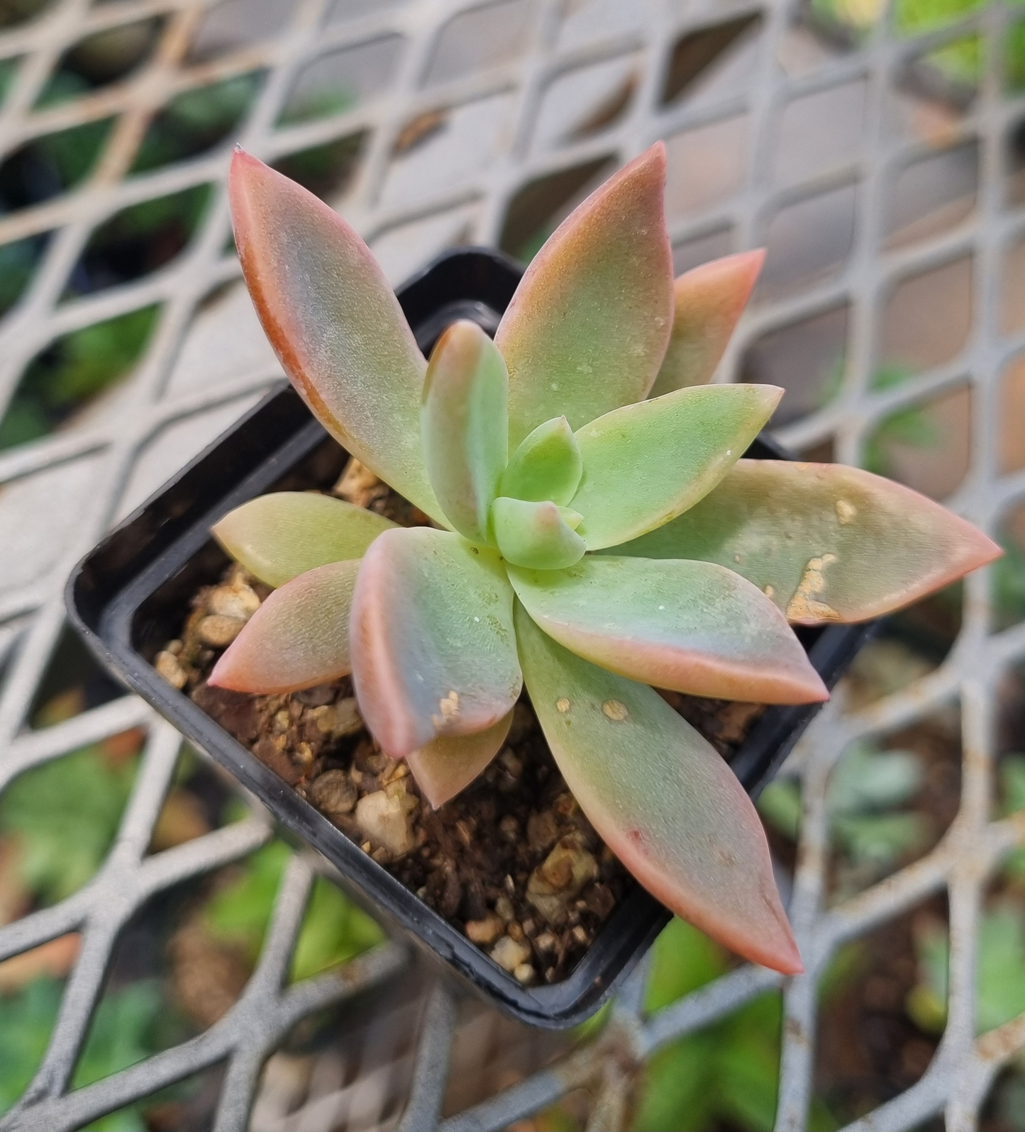 Graptoveria