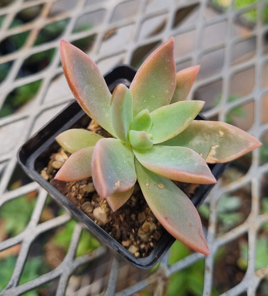 Graptoveria