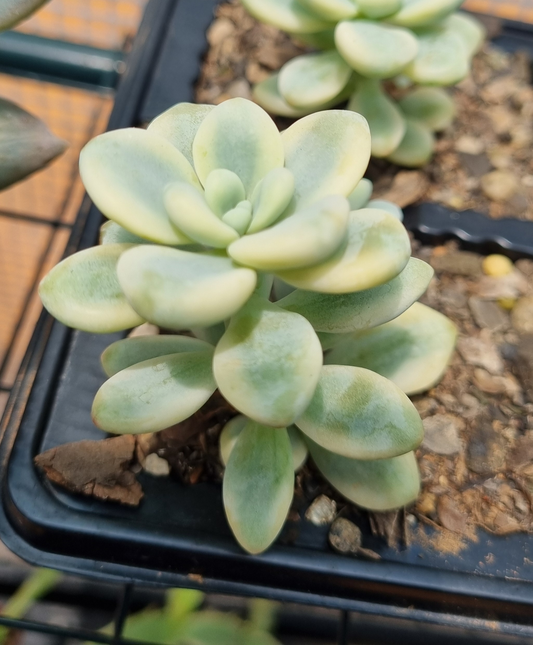Sedum Clavatum Variegated