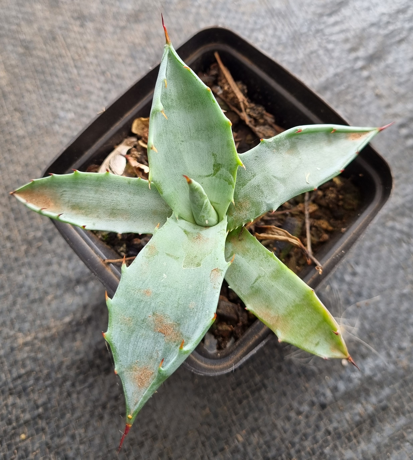Agave Colorata - Sml