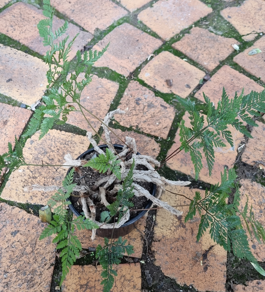 Devallia Fejeensis - Rabbits Foot Fern