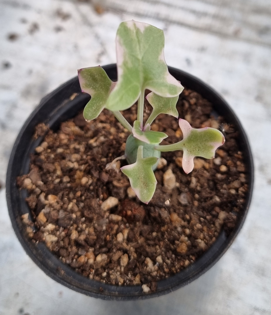 Curio Articulatus Candlelight