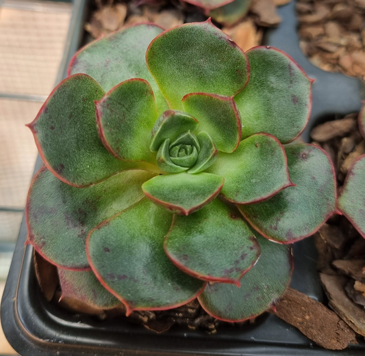 Echeveria Longissima