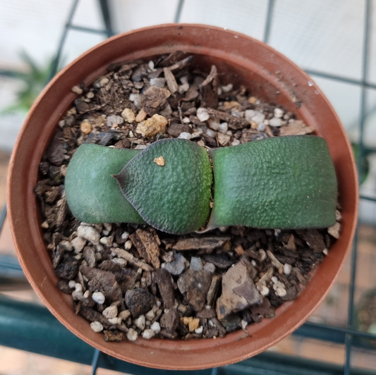 Gasteria Armstrongii