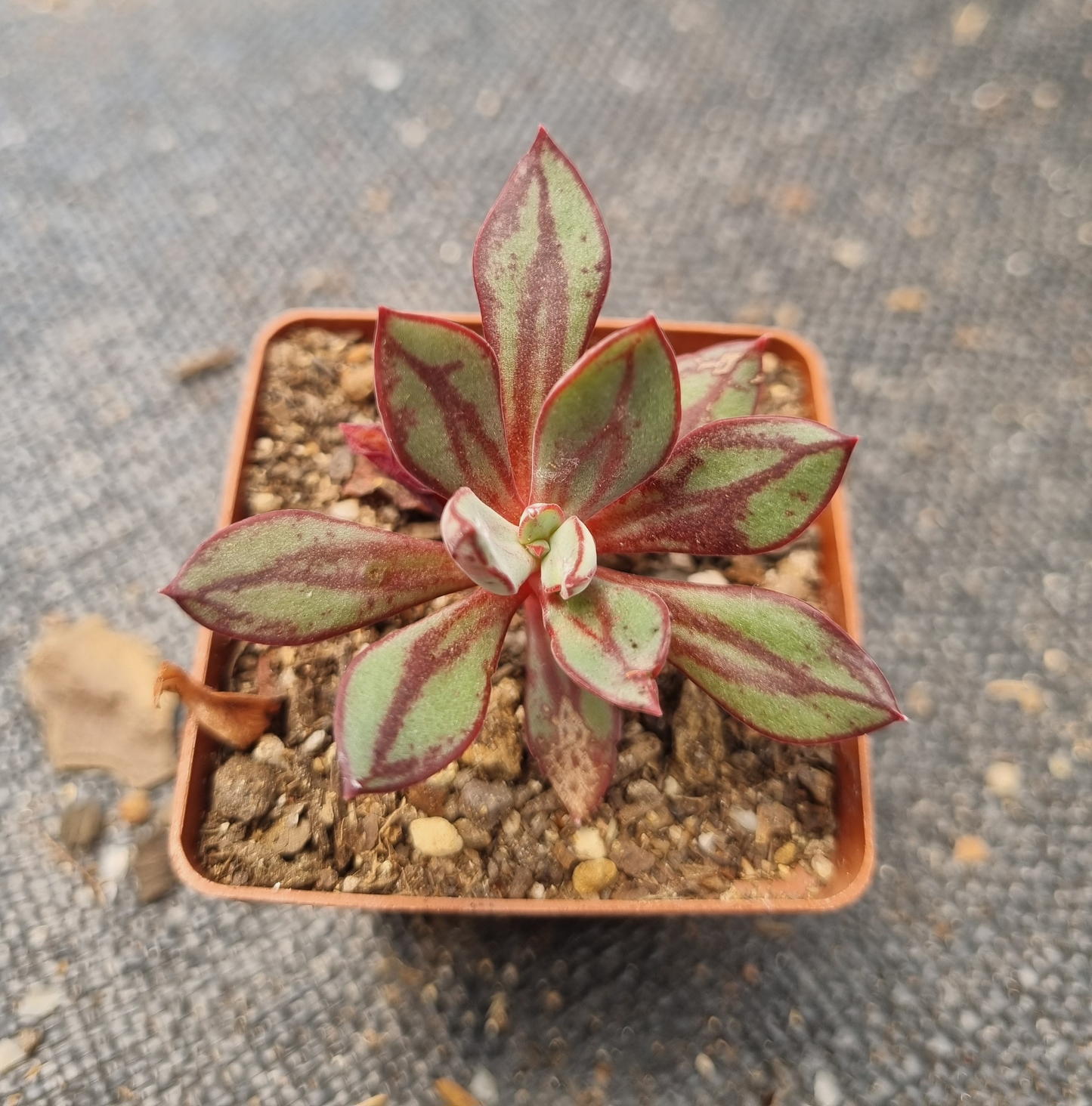 Echeveria Nodulosa Arrow