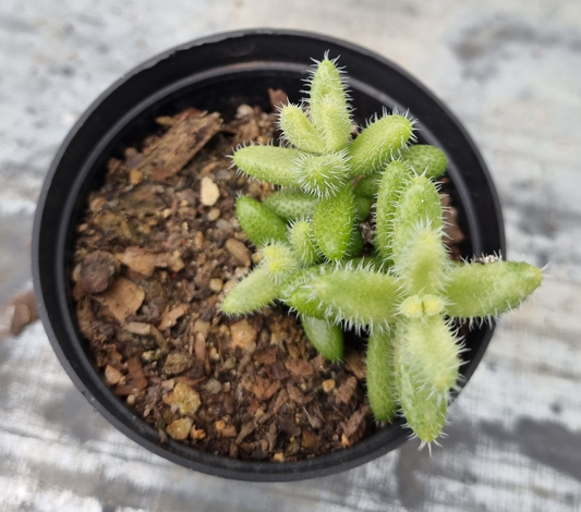 Delosperma Echinatum Pickle Plant - Variegated