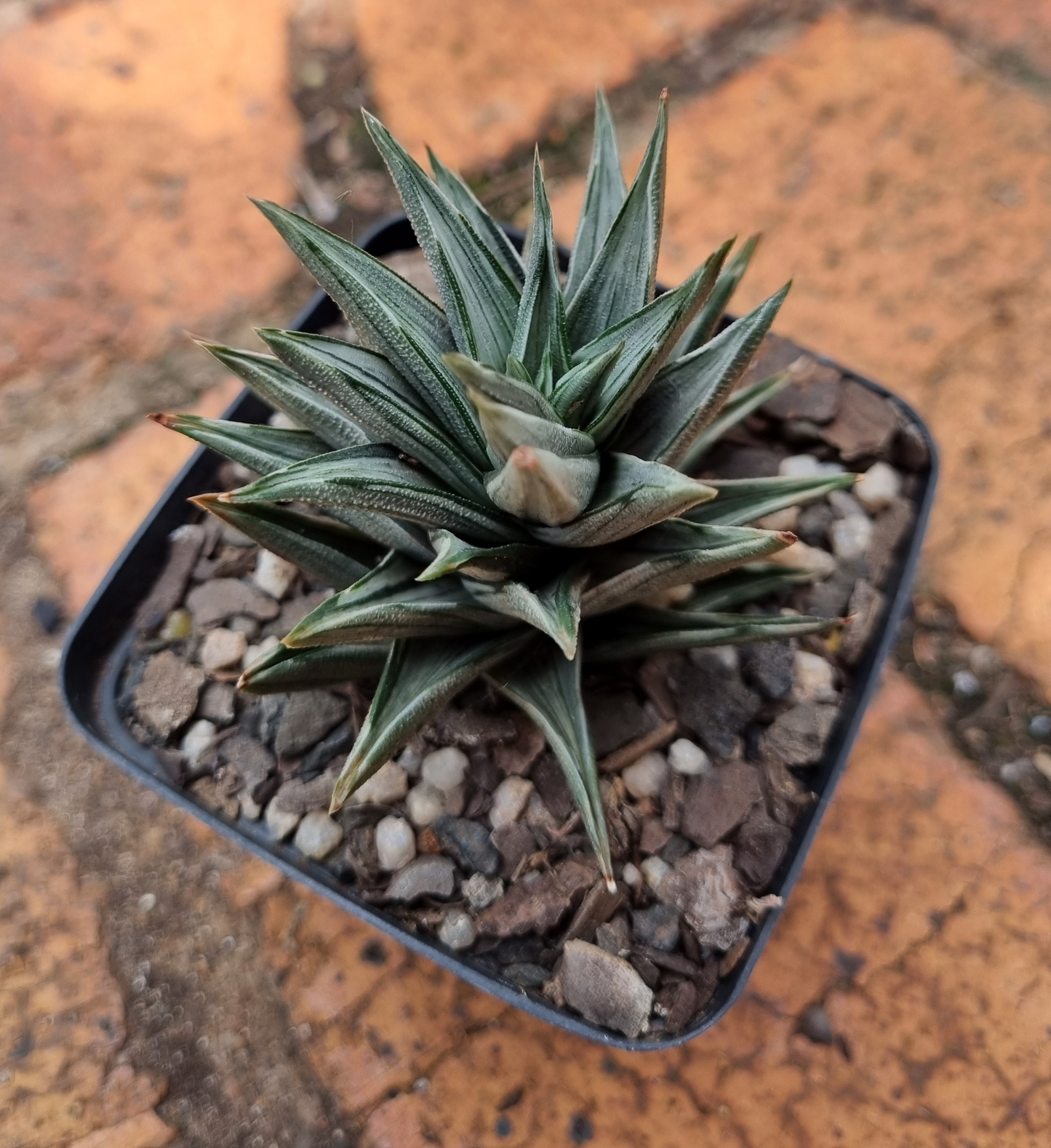 Haworthiopsis x Tortuosa Silver Variegated