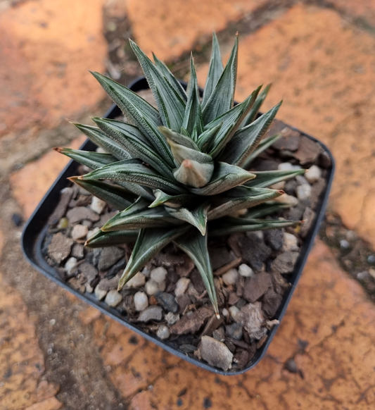 Haworthiopsis x Tortuosa Silver Variegated