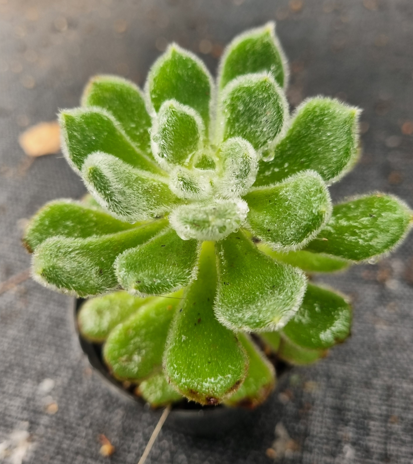 Echeveria Setosa