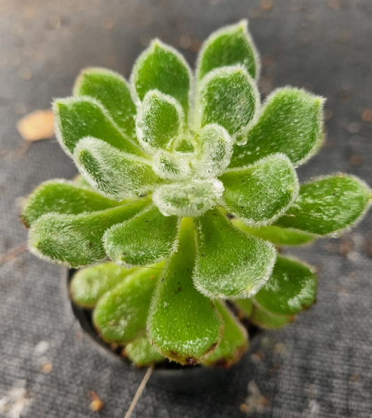 Echeveria Setosa