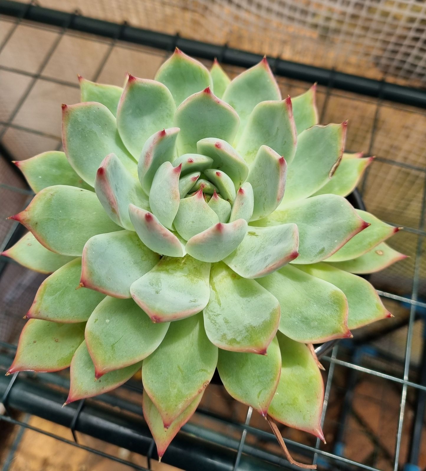 Echeveria Colorata