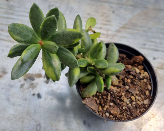 Adromischus Hemisphaericus Variegated