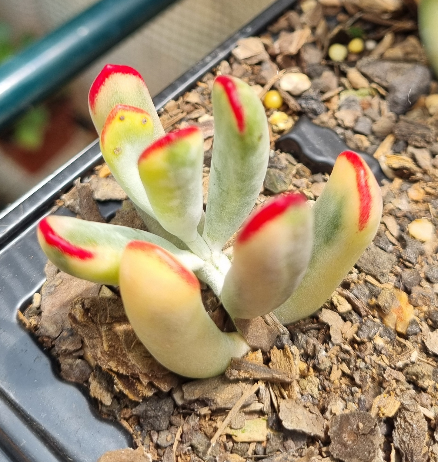 Cotyledon Orbiculata Flanaganii Variegated - Sml