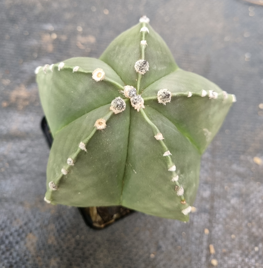 Astrophytum Myriostigma Nudum - 5 Rib