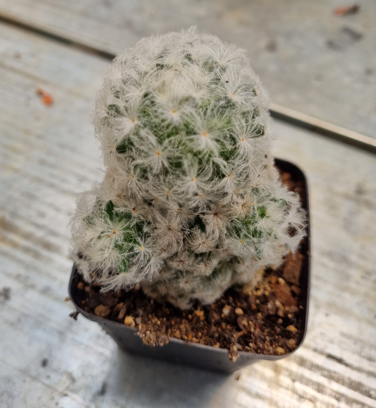 Mammillaria Plumosa