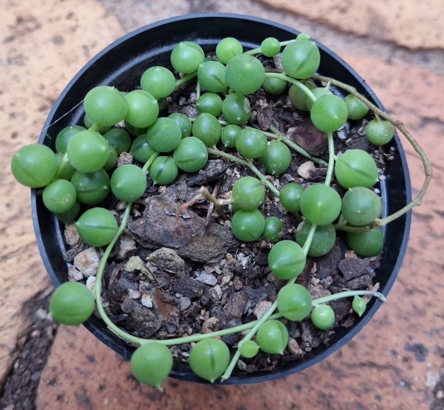 Senecio Rowleyanus String Of Pearls