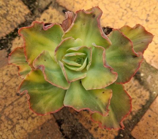 Echeveria Winter Sunset