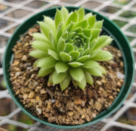 Sempervivum Green Ice