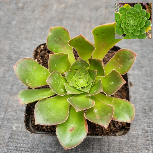 Semponium Diamond (sempervivum x Aeonium)
