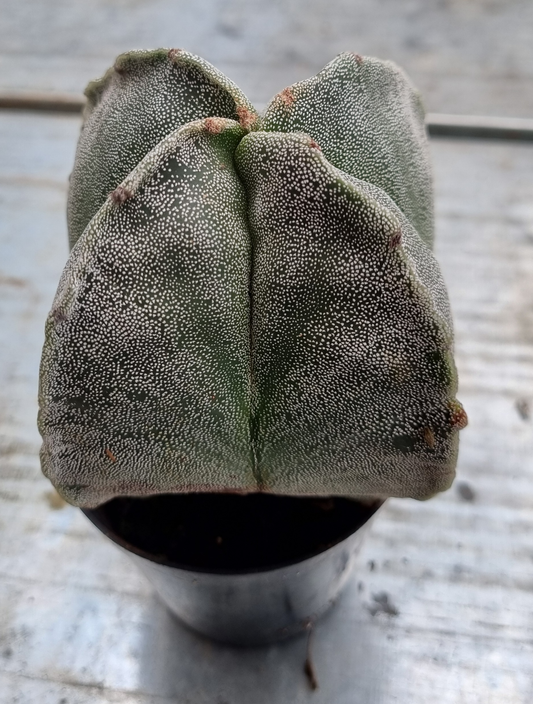 Astrophytum Myriostigma 4 Rib - Lrg
