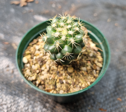 Coryphantha Elephantidens
