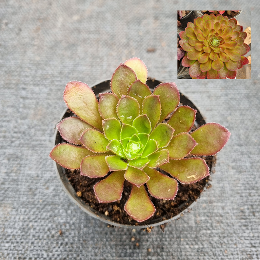 Semponium Sienna (Sempervivum x Aeonium)