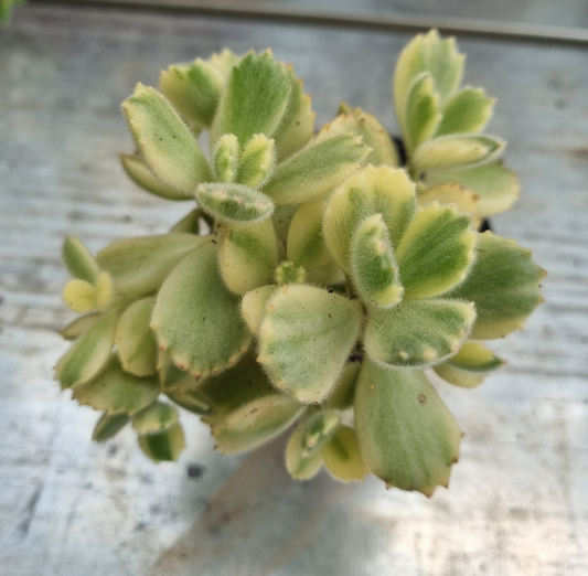 Cotyledon Bear Paw - White variegated
