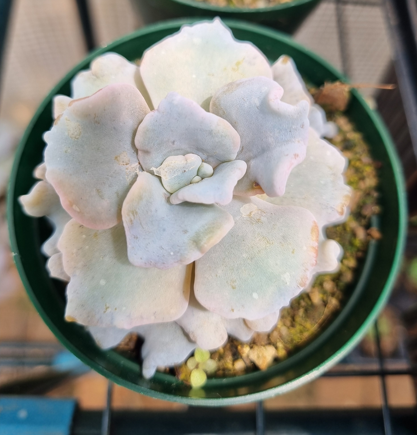 Echeveria Crispate Beauty