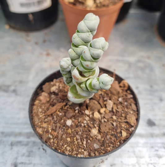 Crassula Deceptor Arta