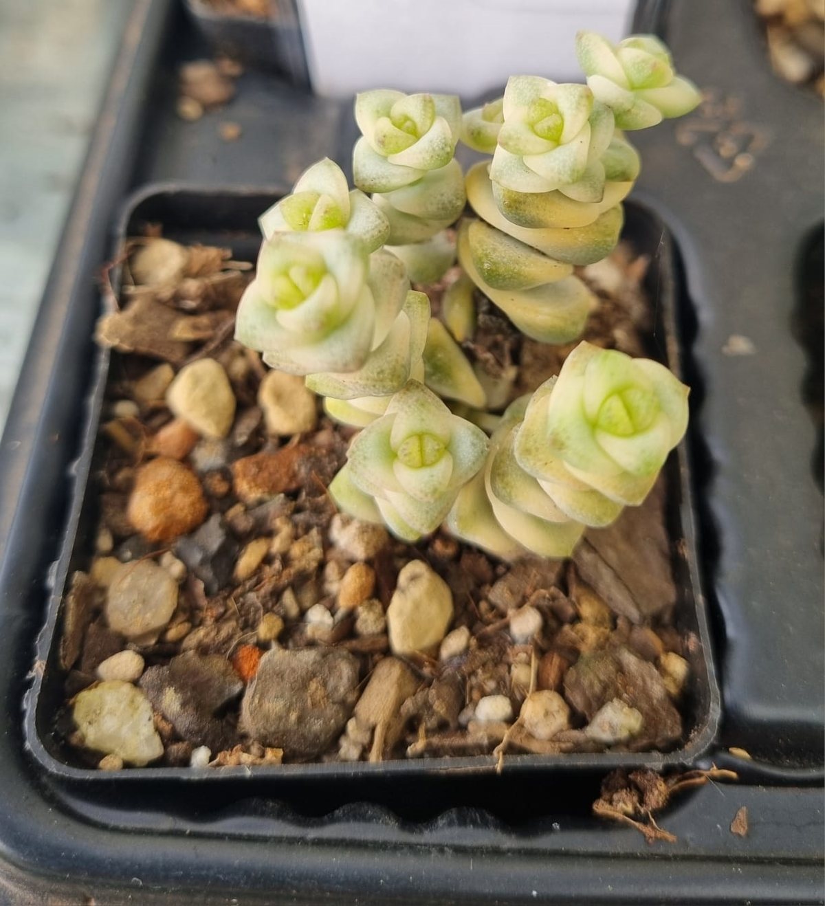 Crassula Rupestris Marnieriana Pastel