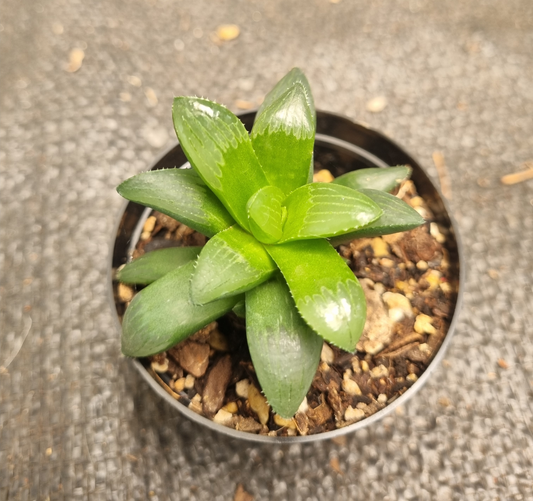 Haworthia Mutica - (Variegated Mother)