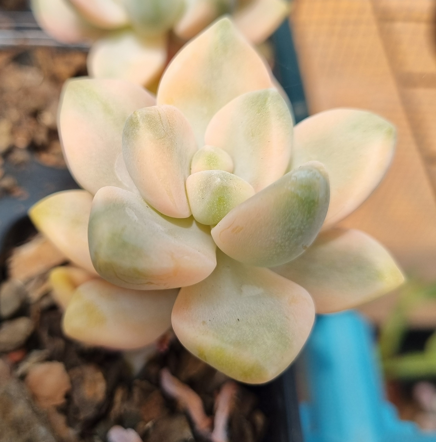Graptopetalum Tituban Variegated Apricot