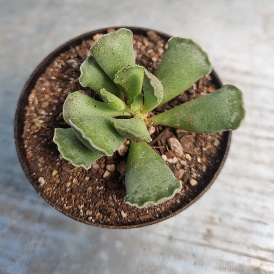 Adromiscus Cristatus