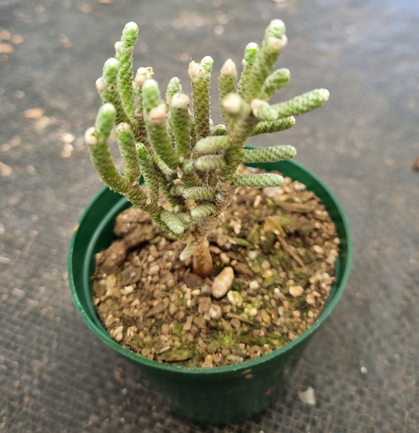 Avonia Ustulata